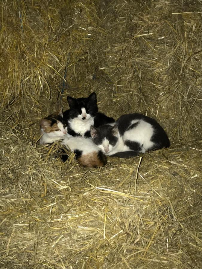 Bremsmaj Farm Holiday Kværs Екстериор снимка